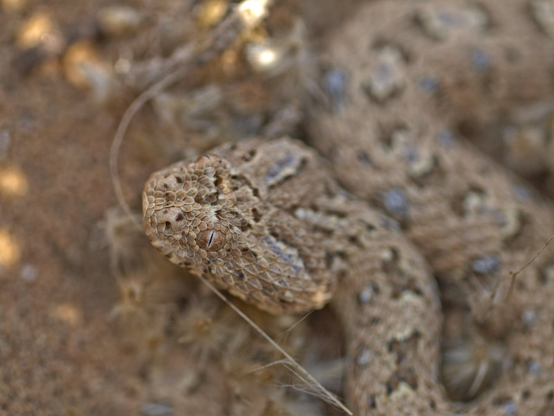 Swakopmund, Namib desert sidewinding adder
